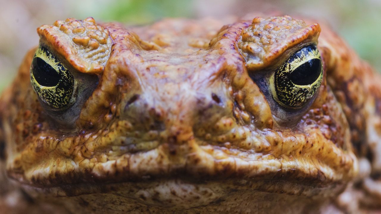 American Toad: Dietary Habits, Toxicity, Pet Potential, and More