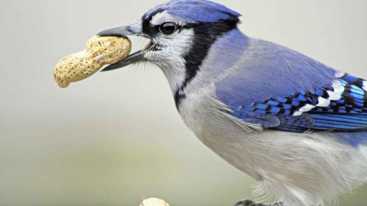 Best Ways of Caring for Your Baby Blue Jay