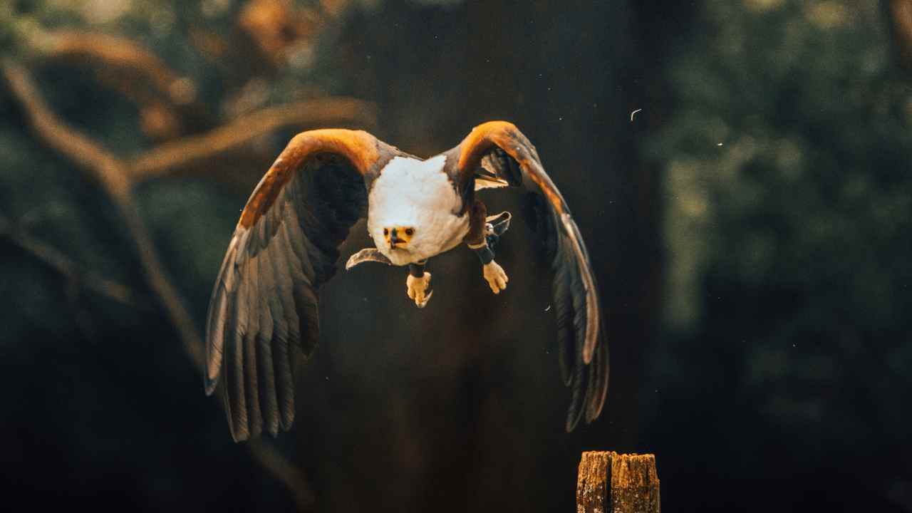 10. Human Impact: The Biggest Threat to Bald Eagles