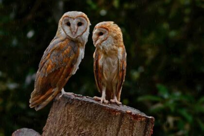 What Do Barn Owl Eat: Unraveling the Diet of Barn Owls