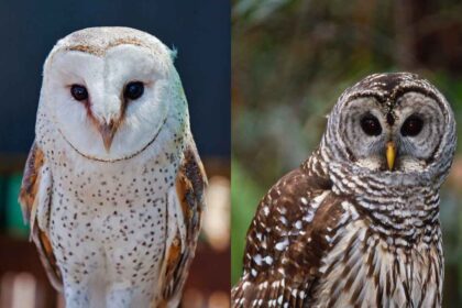 Barn Owl vs. Barred Owl: Understanding the Differences