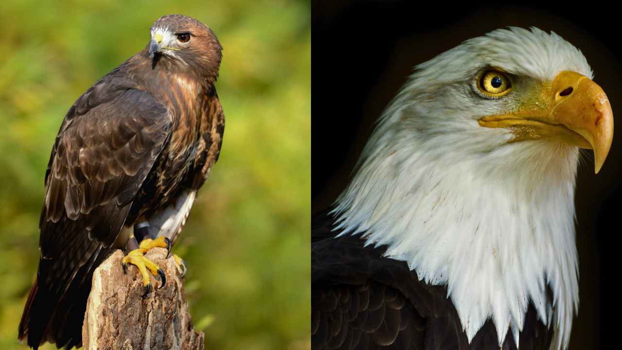 Bald Eagle vs. Golden Eagle: Understanding the Differences