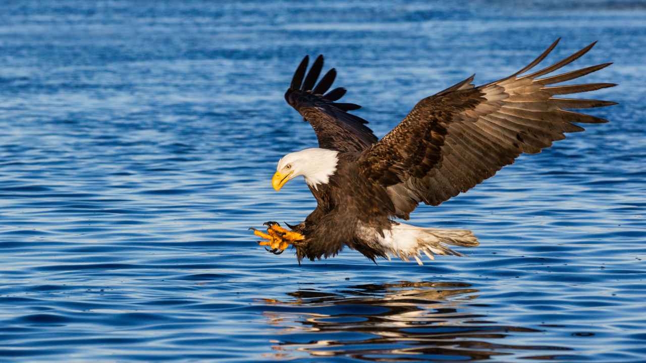 Understanding the Bald Eagle Diet and Digestive System: An In-Depth Exploration