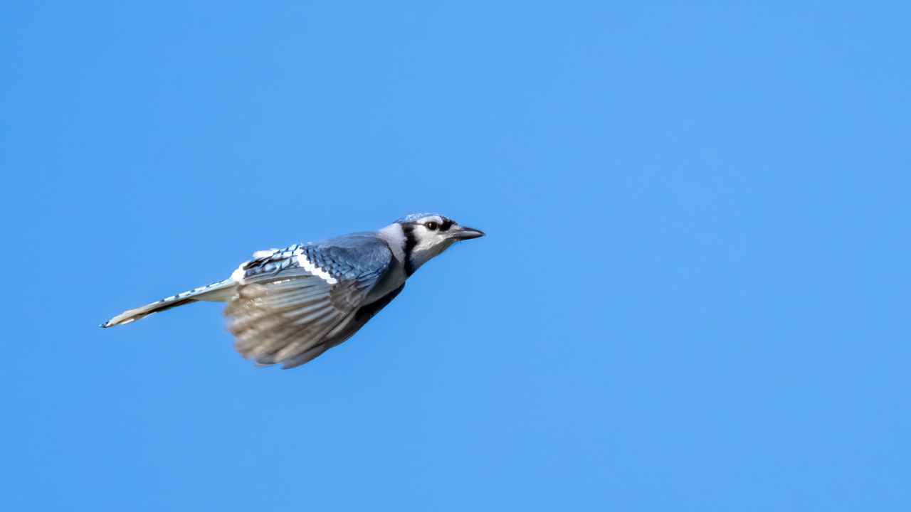 Blue Jay Habits and Lifestyle