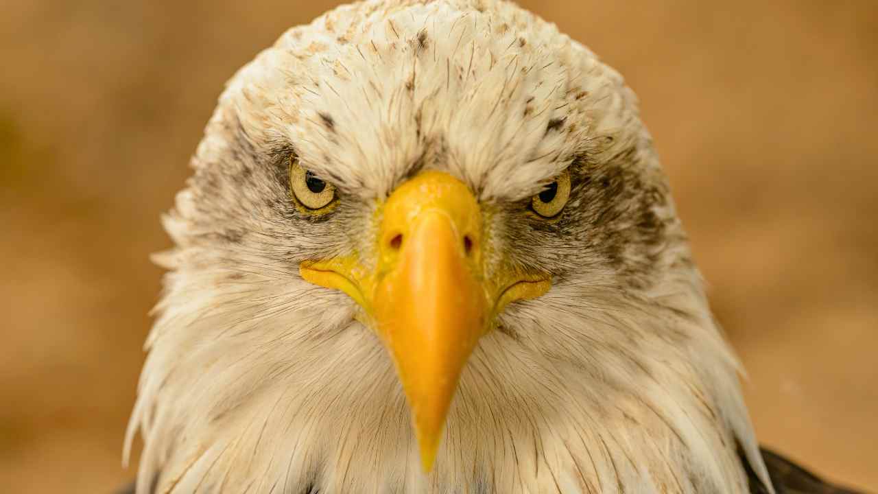 10 Amazing Facts About Bald Eagles