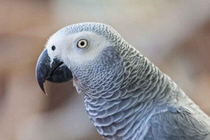 What Can African Grey Parrots Eat? A Comprehensive Guide to Their Diet