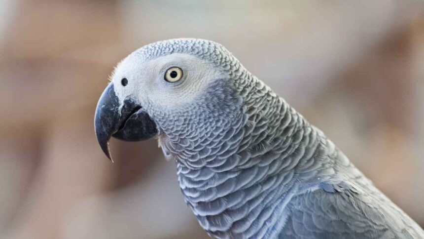 What Can African Grey Parrots Eat? A Comprehensive Guide to Their Diet