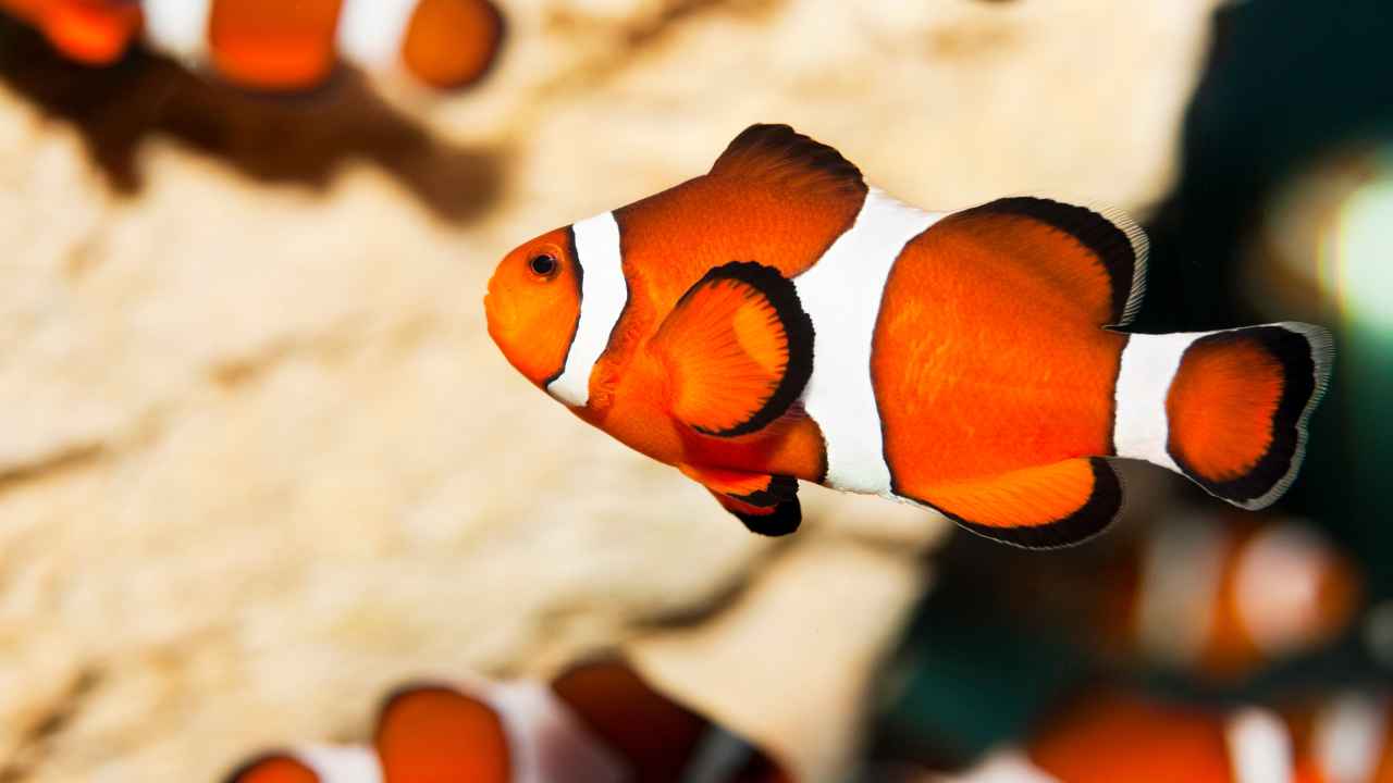 Top Ten Clownfish Facts: Unveiling the Secrets of the Sea's Most Colorful Resident