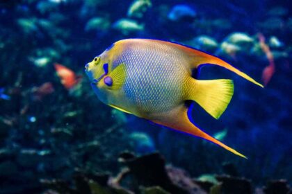 9 Amazing Facts About Angelfish: Discover the Beauty and Mystique of These Aquatic Marvels