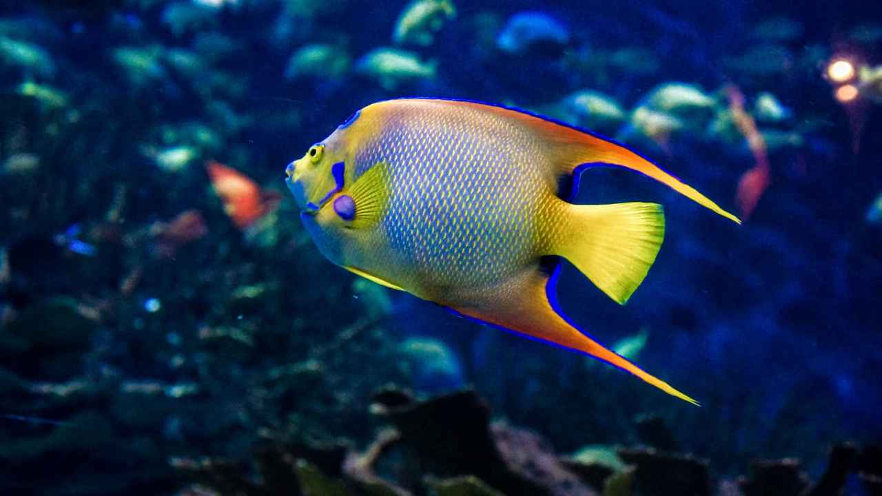 9 Amazing Facts About Angelfish: Discover the Beauty and Mystique of These Aquatic Marvels