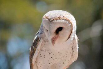 Short-Term Care of a Wild Barn Owl: A Comprehensive DIY Guide