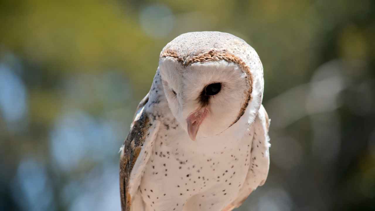 Short-Term Care of a Wild Barn Owl: A Comprehensive DIY Guide