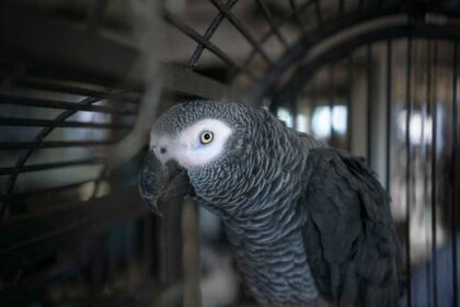 African Grey Parrot Distribution; Habitat: A Comprehensive Guide