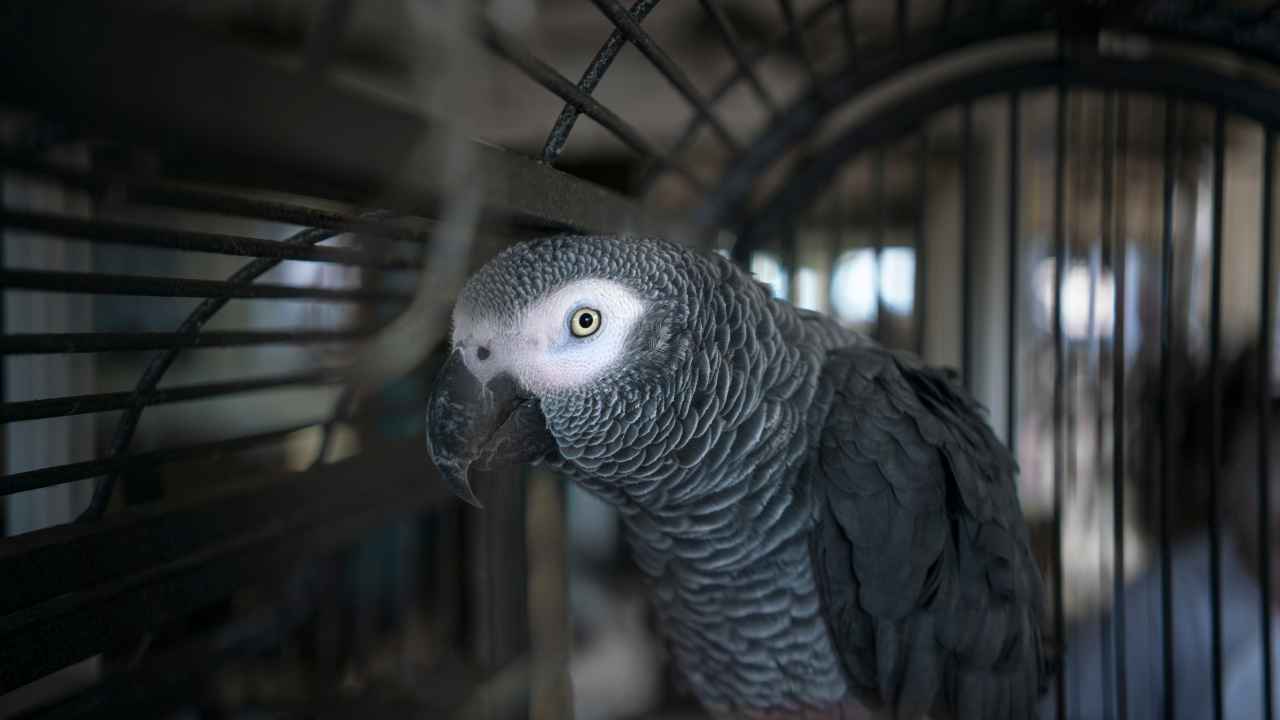 African Grey Parrot Distribution; Habitat: A Comprehensive Guide