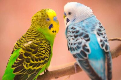 13 Types of Budgie Colors, Varieties, & Mutations: A Comprehensive Guide