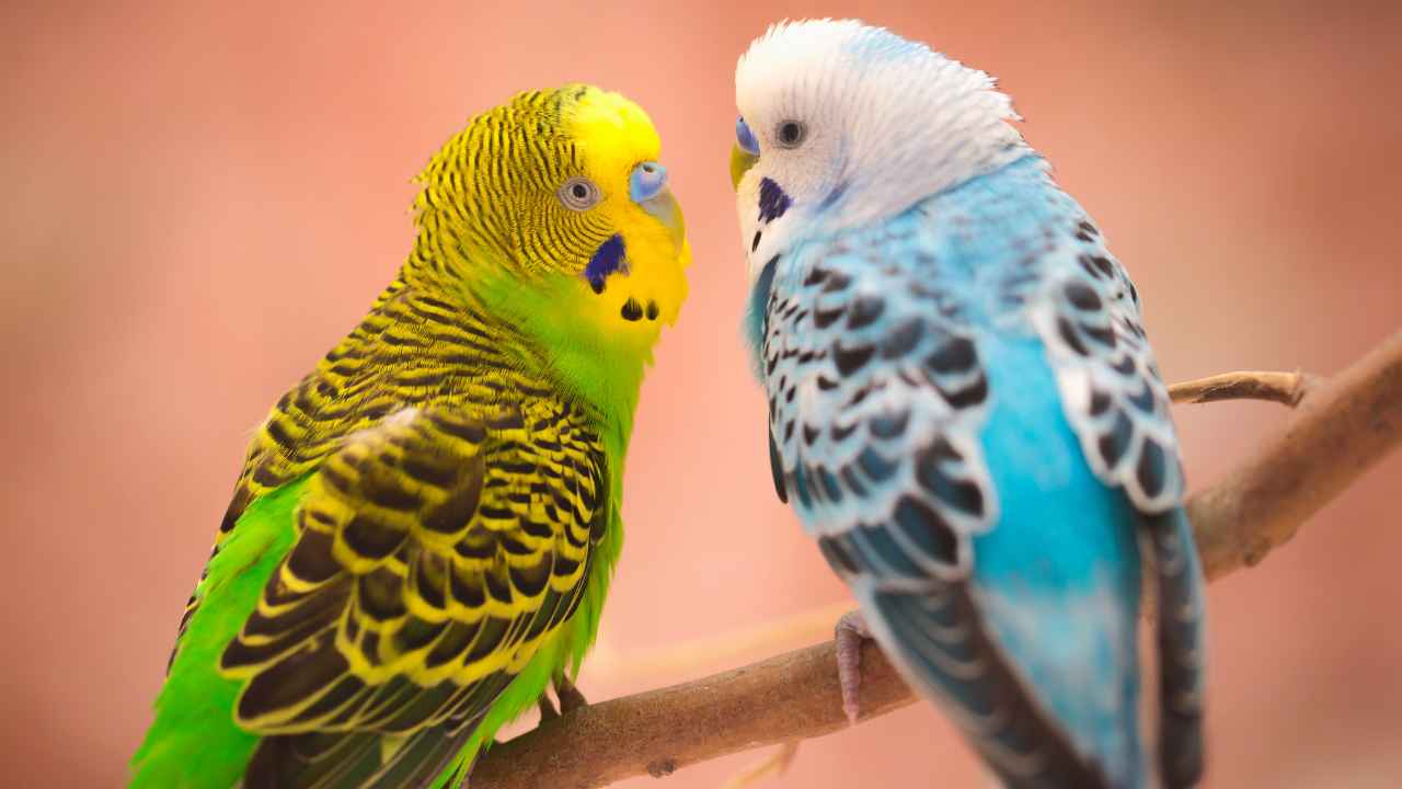 13 Types of Budgie Colors, Varieties, & Mutations: A Comprehensive Guide