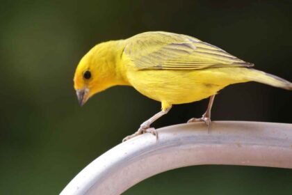 14 Types of Canary Bird Varieties; Colors: An In-Depth Guide