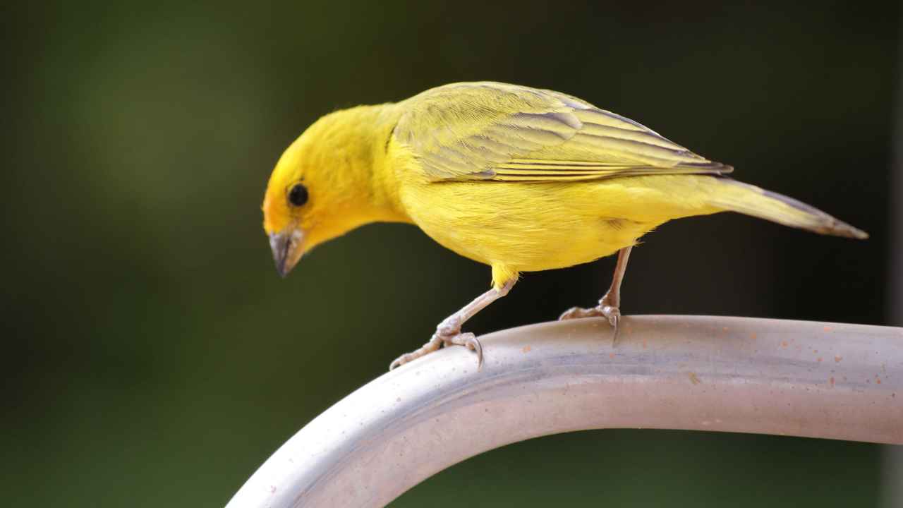 14 Types of Canary Bird Varieties; Colors: An In-Depth Guide