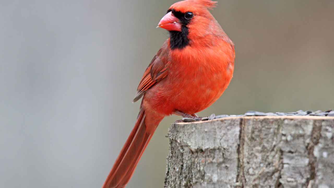 The Northern Cardinal: The Iconic Red Bird