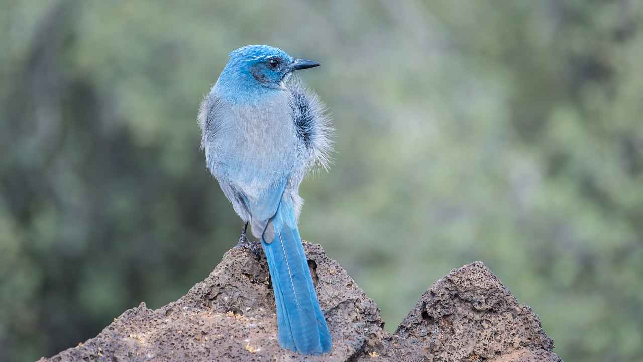 Meet the Jays: 8 Types of Jays You Should Know