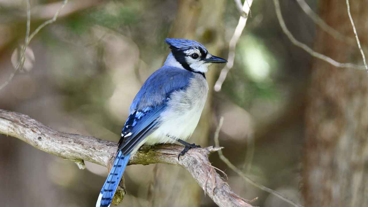 6. Green Jay (Cyanocorax yncas)