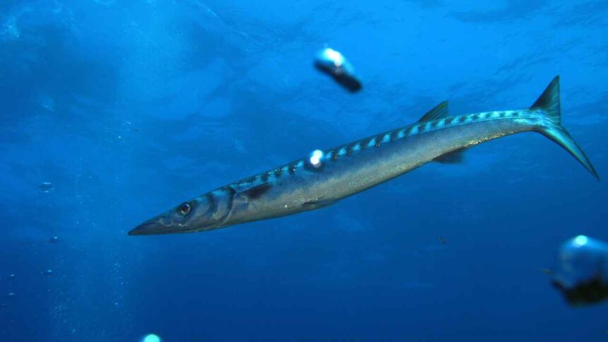 Types of Barracuda: A Comprehensive Guide to This Predatory Fish