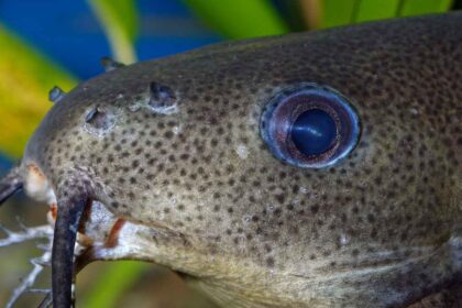 Popular Catfish Species for Aquariums