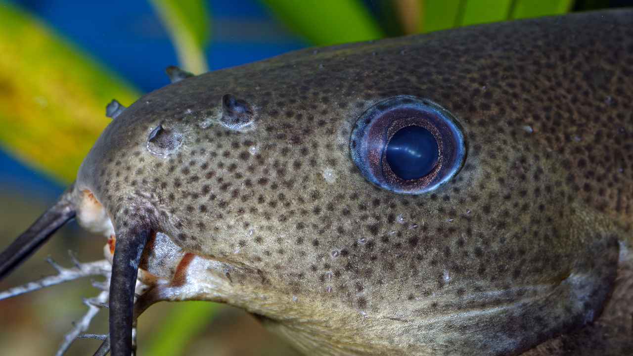 Popular Catfish Species for Aquariums