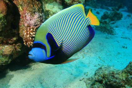 Explore 13 Stunning Freshwater Angelfish Varieties