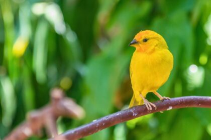 What Can I Feed My Canary? Must-Know Guide for Canary Lovers