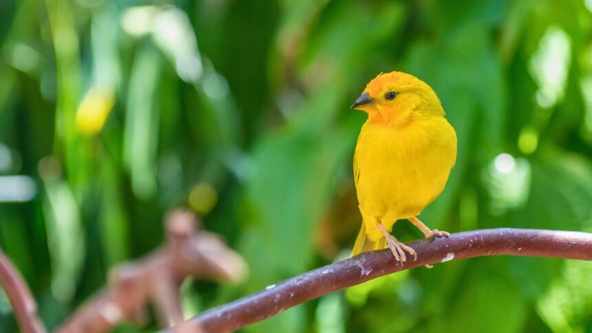 What Can I Feed My Canary? Must-Know Guide for Canary Lovers