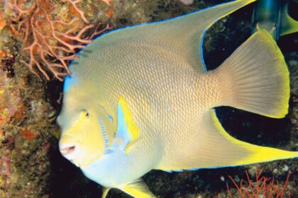 Angelfish Diet: Wild against Captive