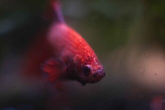 How to Take Care of a Betta Fish: A Comprehensive Guide for Beginners and Experts