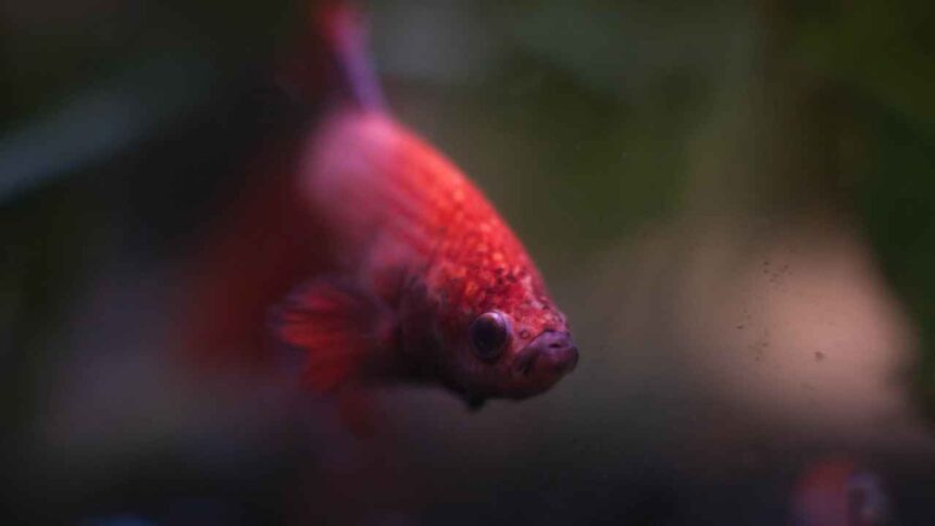 How to Take Care of a Betta Fish: A Comprehensive Guide for Beginners and Experts