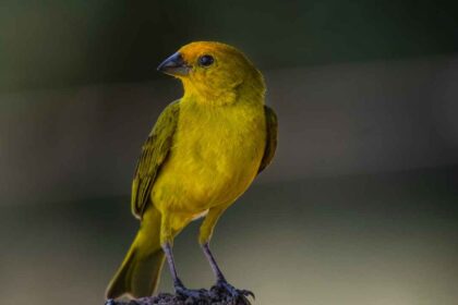 A Beginner's Guide to Rearing Young Canaries with Care