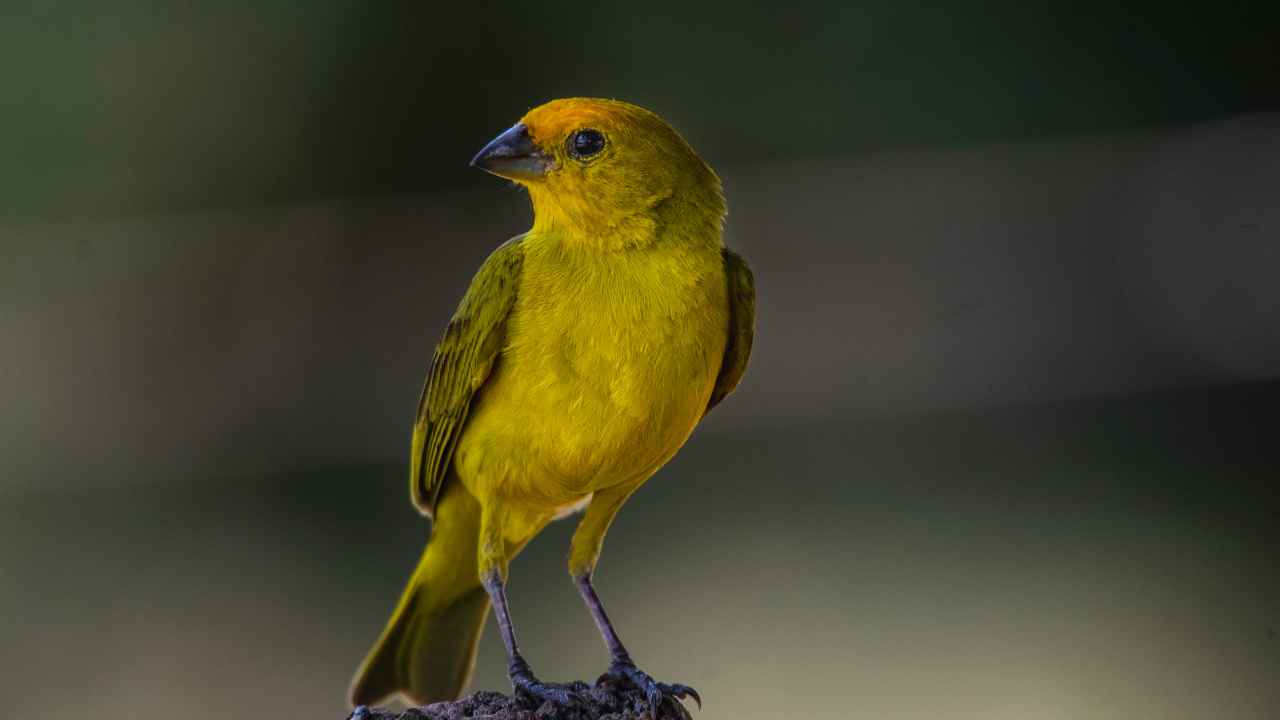 A Beginner's Guide to Rearing Young Canaries with Care