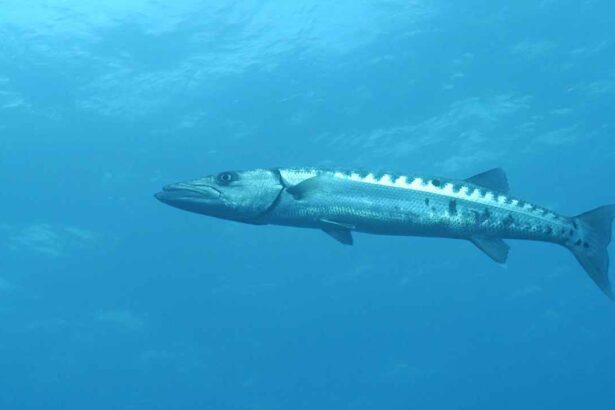 Barracudas Facts and Information: A Deep Dive into the World of These Fearsome Predators