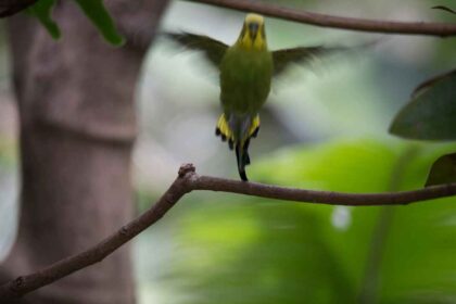 How to Take Care of Baby Budgies: A Comprehensive Guide