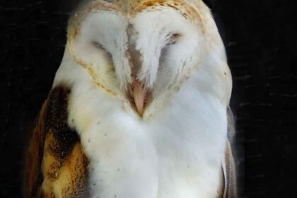 What to Do if You Find a Young Barn Owl: A Comprehensive Guide