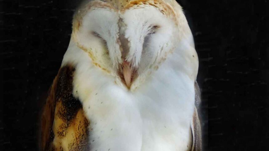 What to Do if You Find a Young Barn Owl: A Comprehensive Guide