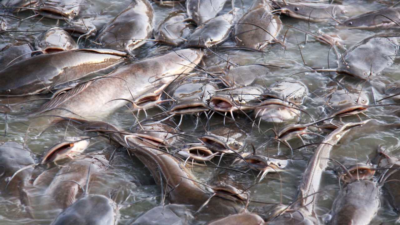 Catfish Under Threat: How Climate Change is Reshaping Their Global Populations