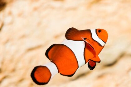 The Life Cycle of Clownfish: A Detailed Journey from Hatchling to Mature Adult