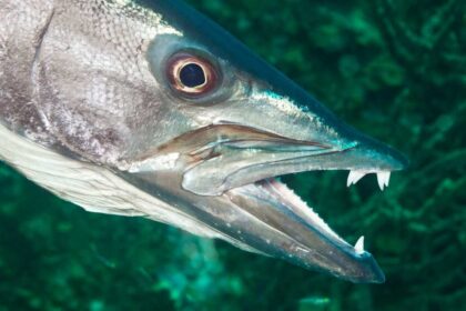 The Barracuda’s Bite: Unveiling the Power and Precision of This Apex Predator