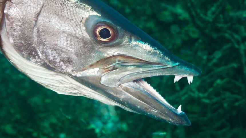 The Barracuda’s Bite: Unveiling the Power and Precision of This Apex Predator