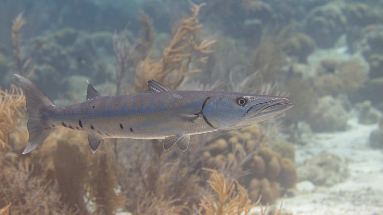 The Massive Barracuda: A Magnificent Apex Hunter