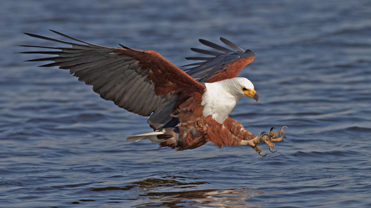 10 Cool Things About the African Fish Eagle: A Majestic Bird of Prey