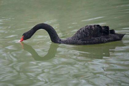 5 Cool Things About Swans: Discover the Majesty of These Elegant Birds