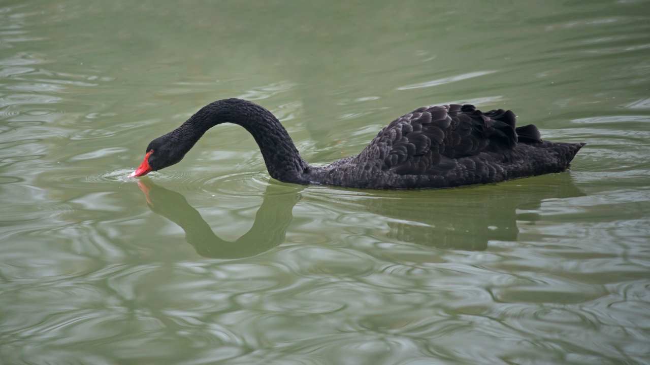 5 Cool Things About Swans: Discover the Majesty of These Elegant Birds