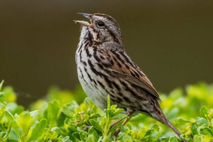 Identify the Brown, Streaky, Juvenile Songbirds of Summer With These Tips