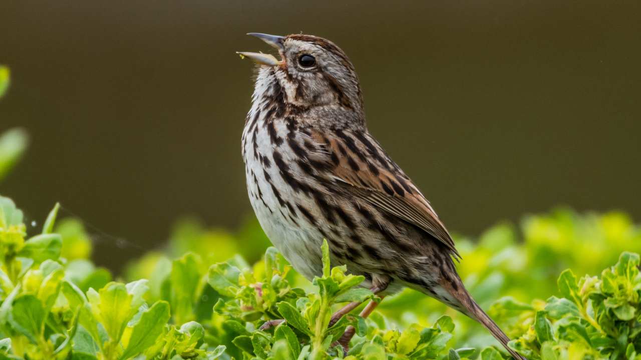 Identify the Brown, Streaky, Juvenile Songbirds of Summer With These Tips